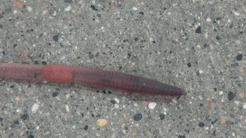 earthworm